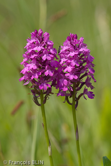 Toute reproduction interdite