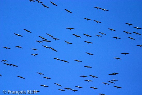 Toute reproduction interdite