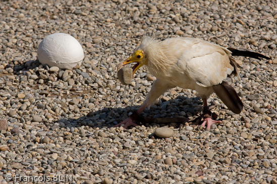 Toute reproduction interdite