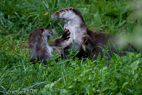 Toute reproduction interdite