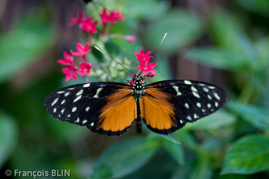 Toute reproduction interdite