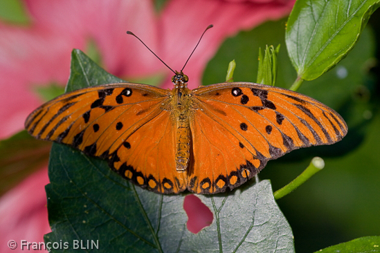 Toute reproduction interdite