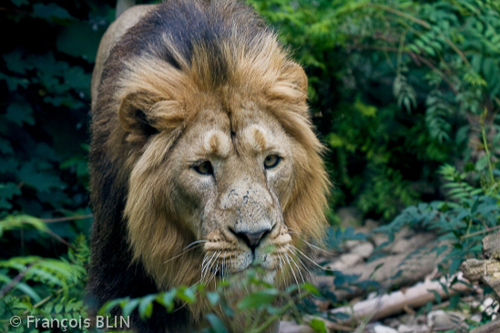 Toute reproduction interdite