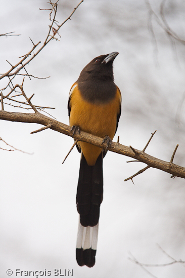 Toute reproduction interdite