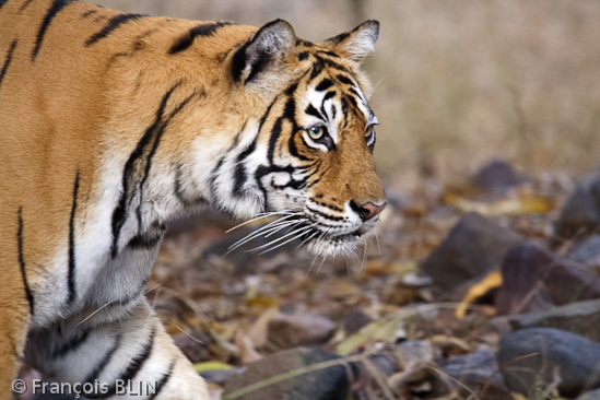 Toute reproduction interdite