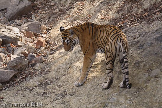 Toute reproduction interdite