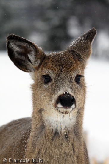 Toute reproduction interdite