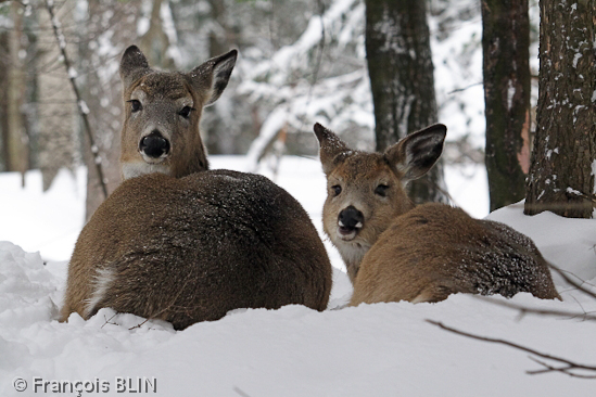 Toute reproduction interdite