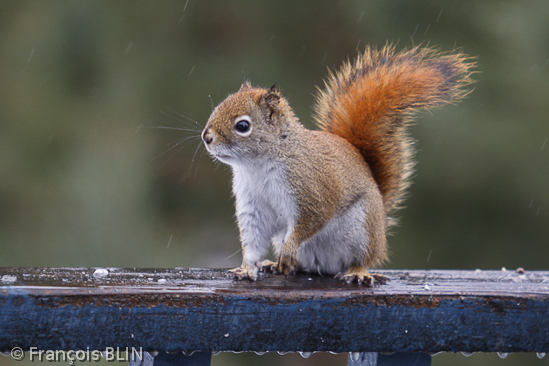 Toute reproduction interdite