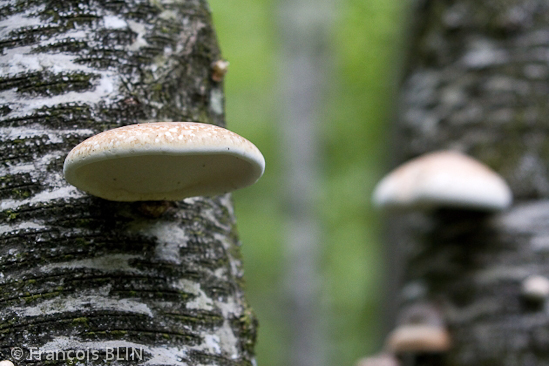 Toute reproduction interdite