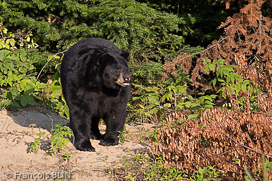 Toute reproduction interdite